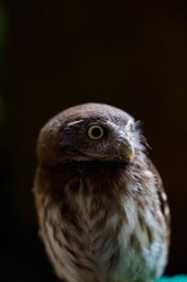 FullSizeRender 15 Pygmy Owl 1