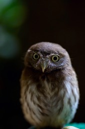 FullSizeRender 22 Pygmy Owl 2