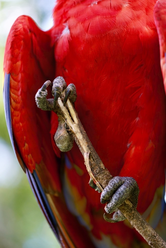 FullSizeRender 19 Maccaw Detail